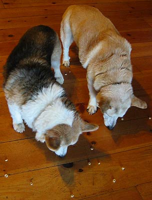 Two dogs scour the floor for cereal