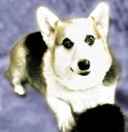 Zippy portrait Portrait of Zippy the Corgi