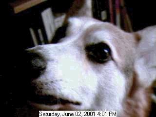 Extreme closeup of Zippy: Zippy discovers the camera