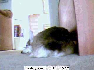 Extreme closeup of Zippy's rear: Nice pants.