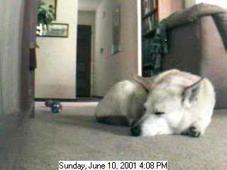 A few minutes later, Daisy goes back to sleep: Nothing, apparently.