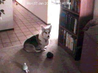 Zippy all alone surrounded by toys: Toys are so much more fun when someone plays with you.