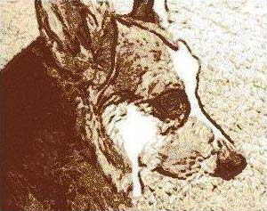 Art piece of Corgi titled 'Our Zippy'