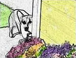 Art piece of Corgi titled 'Zippy Peeking'