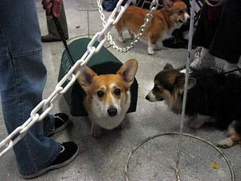 Pathetic looking Corgi in a costume