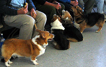 Many Corgis