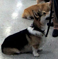 Another Corgi that looks like Zippy