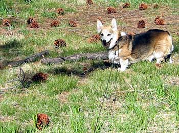 Zippy's pinecone collection