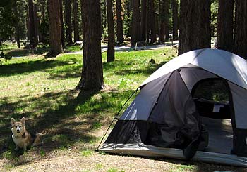 Zippy and his tent