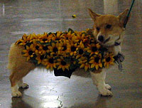 Corgi costume