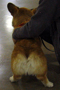 A Corgi rump.