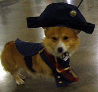 Corgi costume