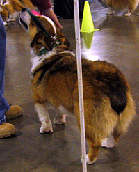 A Corgi rump.