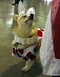 Corgi costume