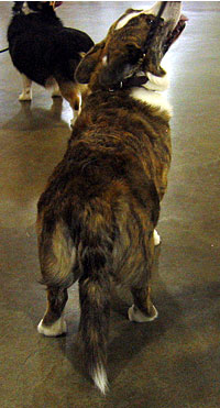 A Cardigan Corgi rump.