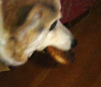 Zippy the Corgi runs carrying a burnt bagel in his mouth
