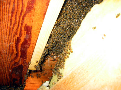 Bees in the wall