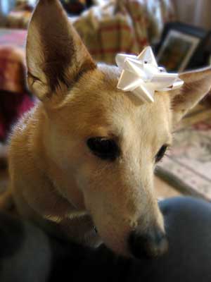 Daisy wears a bow