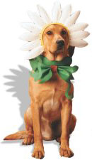 Dog wearing Daisy Halloween costume