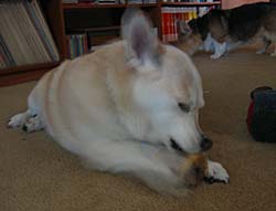 Daisy and one of her presents
