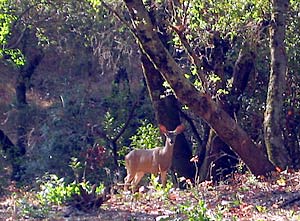 Deer in the yard