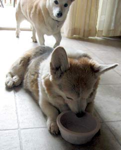 Zippy peers intently into his food bowl.