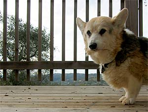 A very grumpy Corgi