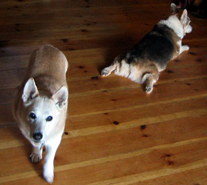 Zippy lies on the floor in the 'flying squirrel' position