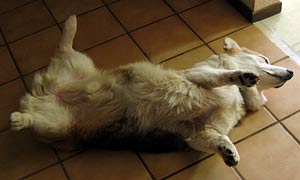 Zippy lies on his back on the floor tile