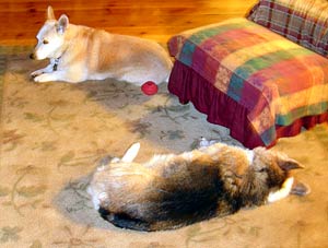 Zippy the Corgi and Daisy the Corgi-cross crashed on the rug