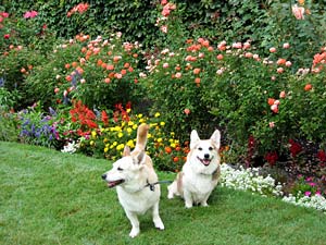 Flowers in the park