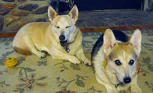 Zippy and Daisy hanging out on the living room rug
