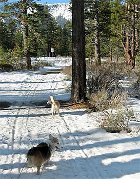 Zippy the Corgi and Daisy the Corgi-cross take a walk in the snow