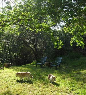Zippy the Corgi and Daisy the Corgi-cross hang out in the green yard