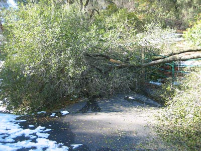 Driveway hidden under fallen tree, crunched gate