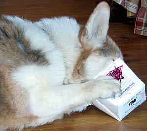 Zippy with his head in a takeout container