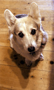 Zippy the corgi watches his folks cook