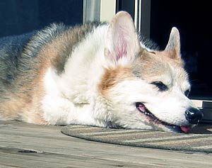 Zippy asleep with his tongue sticking out