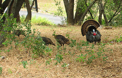 Turkeys in the yard