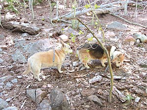Zippy the Corgi and Daisy the Corgi-cross on a walk near a stream