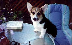 Zippy the Corgi on the patio with a book