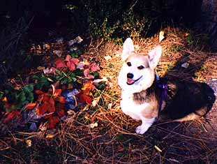 Zippy the Corgi in fall leaves at Tahoe