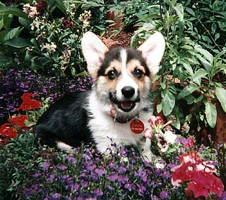 Corgi puppy chewing plants in a flower garden