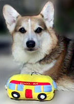 Zippy the Corgi with his toy bus