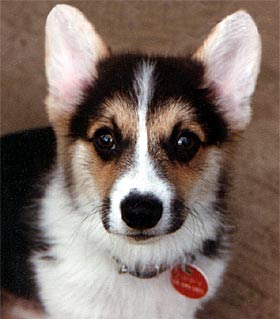 Extreme close-up of Corgi puppy face