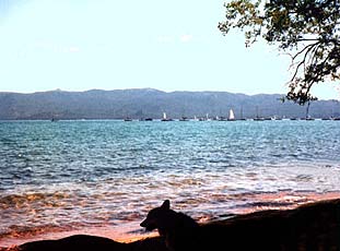 Zippy the Corgi silhouetted on the shore