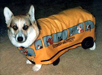 Zippy's Halloween costume Zippy the Corgi wears a school bus Halloween costume, looking very unhappy.