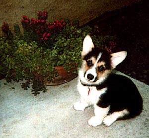 Zippy puzzled Corgi puppy with puzzled expression