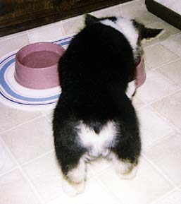 He is not wearing a jumpsuit, really. Rear view of Corgi puppy
