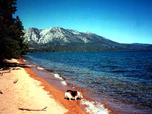 Zippy's leash removal courtesy Paint Shop Pro Zippy the Corgi takes a sip out of Lake Tahoe